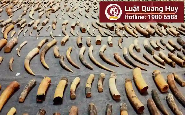 Khung hình phạt của tội buôn bán ngà voi và sừng tê giác trái phép